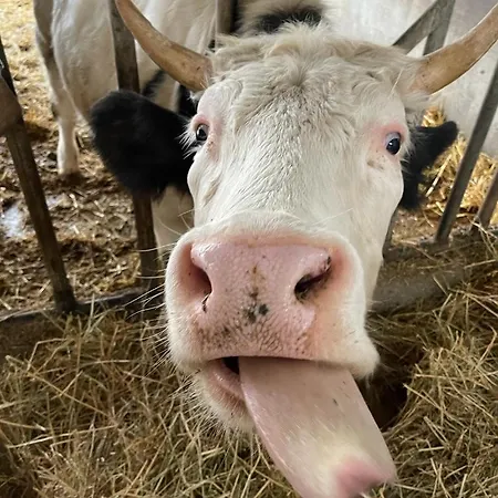 Le Chianine Dei Tognoli * Gragnola