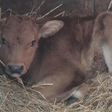 Farmház Le Chianine Dei Tognoli Gragnola