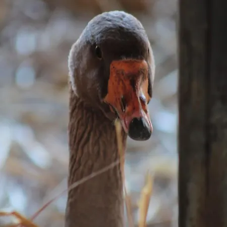 Le Chianine Dei Tognoli Alloggio per agriturismo