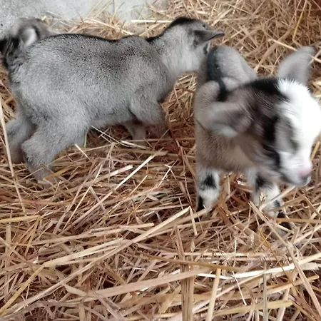 Le Chianine Dei Tognoli Farmház Gragnola