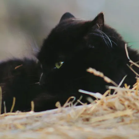 Le Chianine Dei Tognoli Gragnola