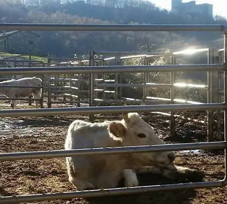 Le Chianine Dei Tognoli * Gragnola