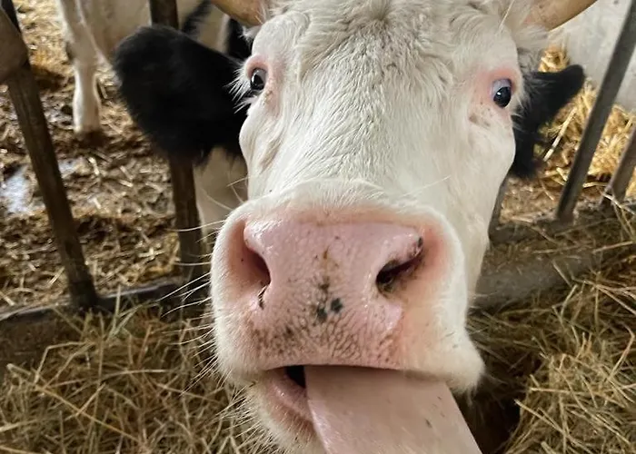 Le Chianine Dei Tognoli * Gragnola