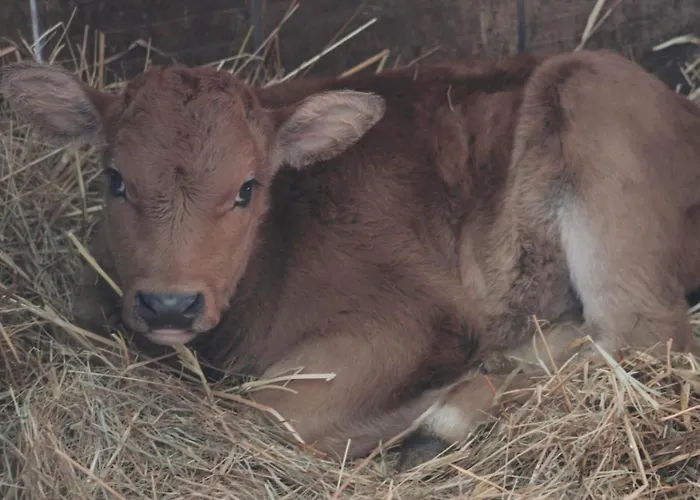 Feriegård Le Chianine Dei Tognoli Gragnola