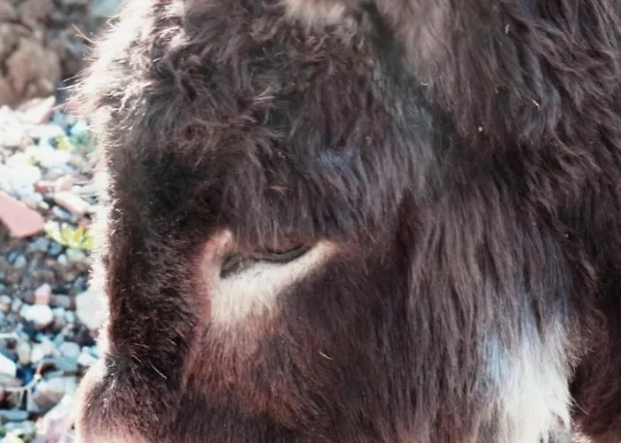 Le Chianine Dei Tognoli Gragnola