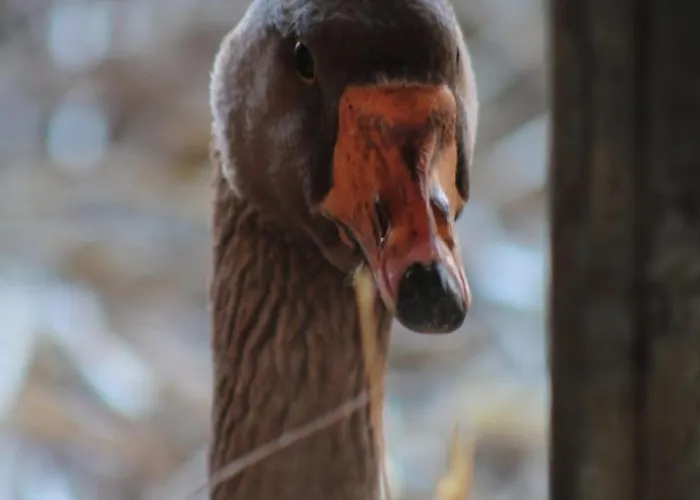 Le Chianine Dei Tognoli Feriegård