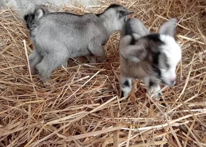 Le Chianine Dei Tognoli Feriegård Gragnola