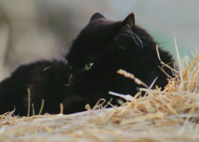 Le Chianine Dei Tognoli Gragnola