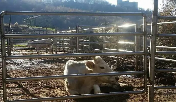 Le Chianine Dei Tognoli * Gragnola